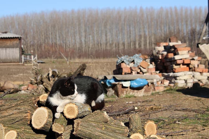 pisică, animal, Woodpile, în aer liber, lemne de foc, mediu rural, fermă, animal de companie