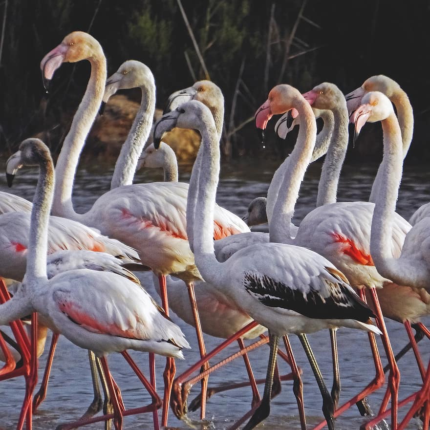 Flamingos, Vögel, See, Tiere, Sumpf, Natur, Vögel beobachten, Vogelkunde, Gefieder, paralimni, Feder