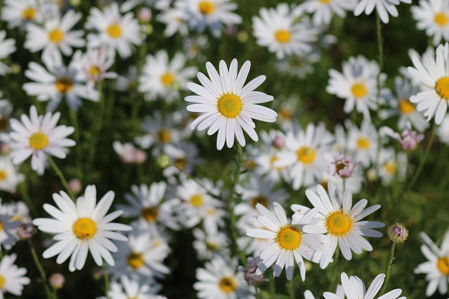 квіти, маргаритки, сад, білі квіти, пелюстки, білі пелюстки, цвітіння, флора, рослини, природи