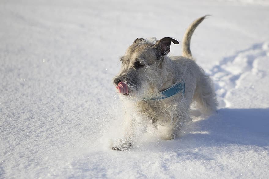 hund, canine, valp, kjæledyr, spille, snø, spiller, søt, vinter, dyr, moro