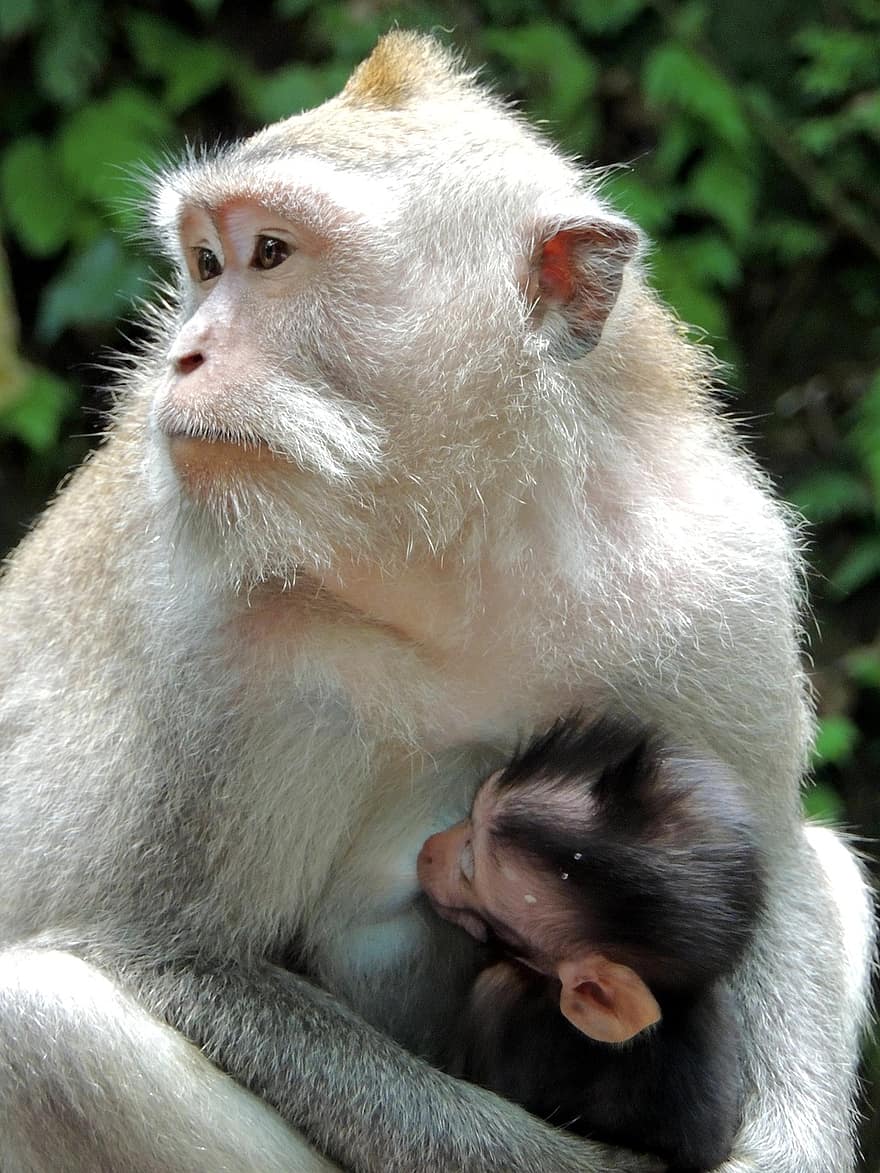 scimmia, l'allattamento al seno, primati, bali, Indonesia, animali, mammiferi, carina, primate, piccolo, giovane animale