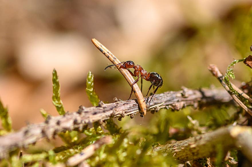 con kiến, bọ cánh cứng, côn trùng, Thiên nhiên, biotope, vĩ mô, tầng rừng, Pxclimateaction, cận cảnh, động vật hoang dã, chi nhánh