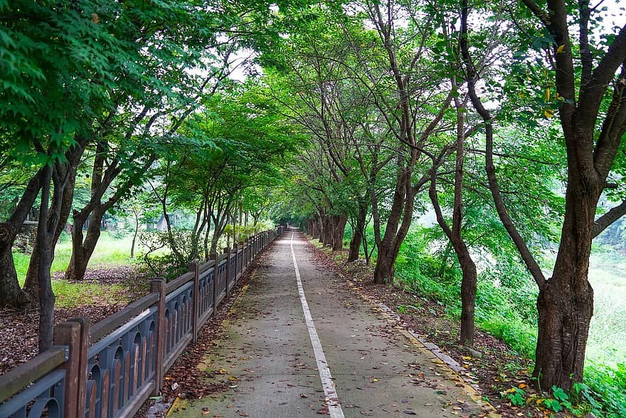 iz, yol, kemeraltı, Nanjing Arboretumu, peyzaj, atmosfer, şifa