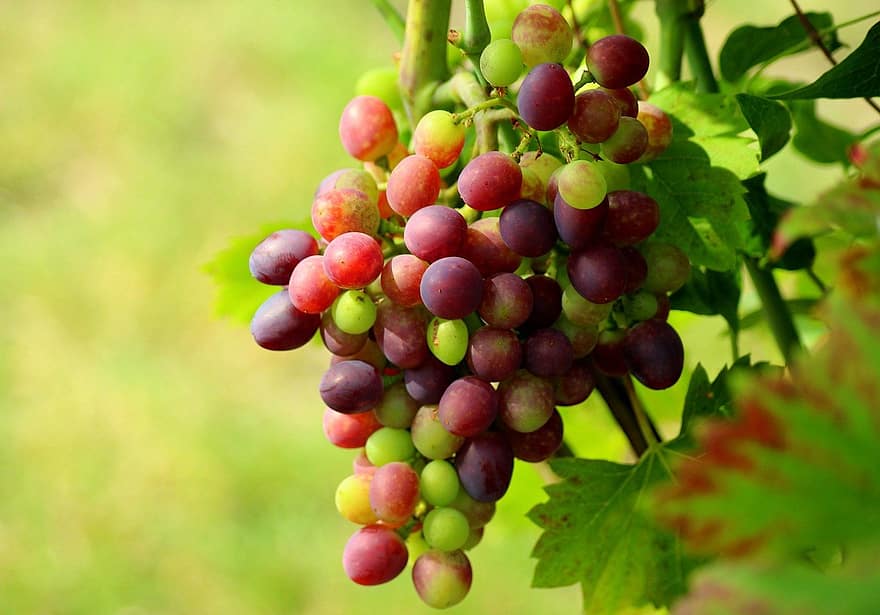 плодове, грозде, зреене, витамини, храна, природа, листа, гроздов, листо, селско стопанство, свежест