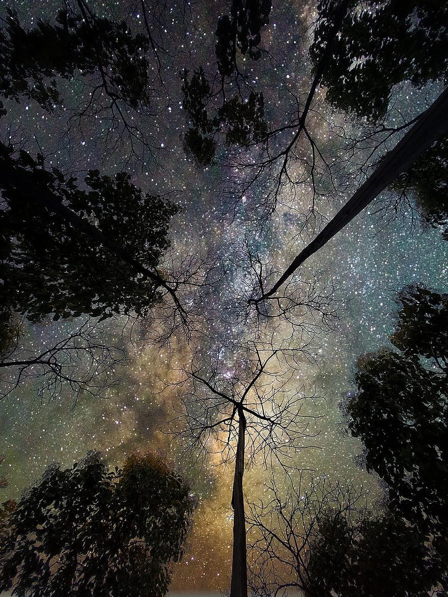 zvaigznes, debesis, raksturs, koks, naktī, filiāle, mežs, ārā, lapas, tumšs, sezonā