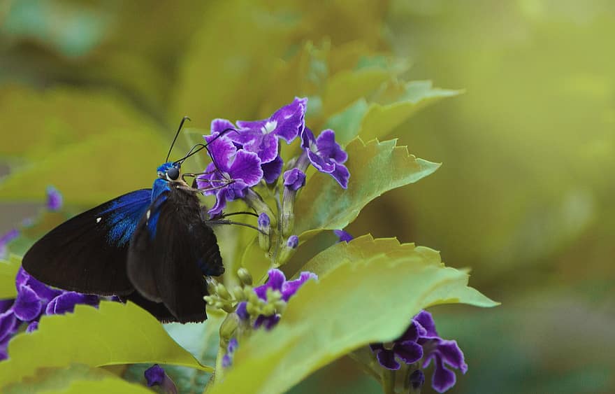 motýl, květiny, barvy, Příroda, hmyz, motýlů, křídlo, letní, fauna, zahrada, modrý