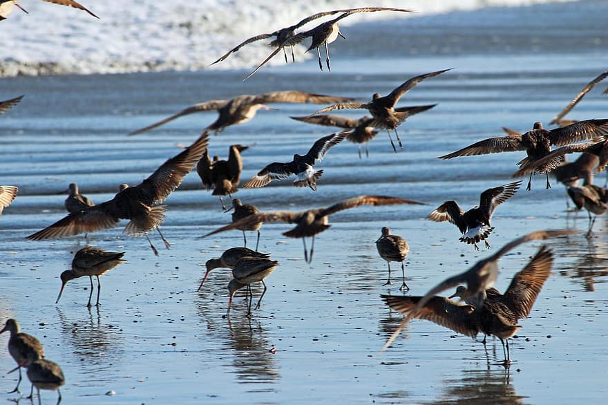 Seagulls, Sandpipers, Birds, Wading Birds, Sea Birds, Beach, Sea, Waves, Reflection, Breeding, Wildlife