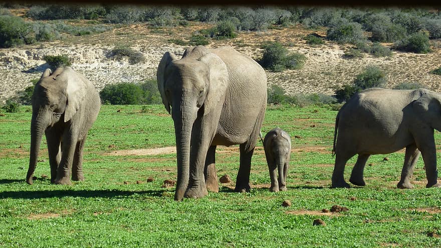 dyr, pattedyr, elefant, kruger, Afrika, arter, dyr i naturen, afrikansk elefant, safari dyr, stor, dyre trunk