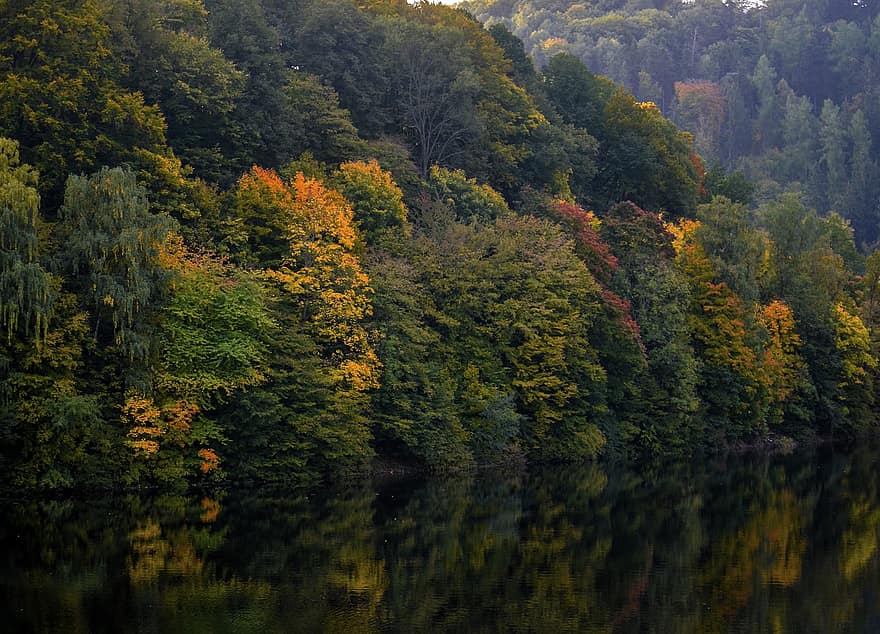 ağaçlar, nehir, sonbahar, orman, doğa, ağaç, Sarı, peyzaj, Yaprak, sezon, yeşil renk