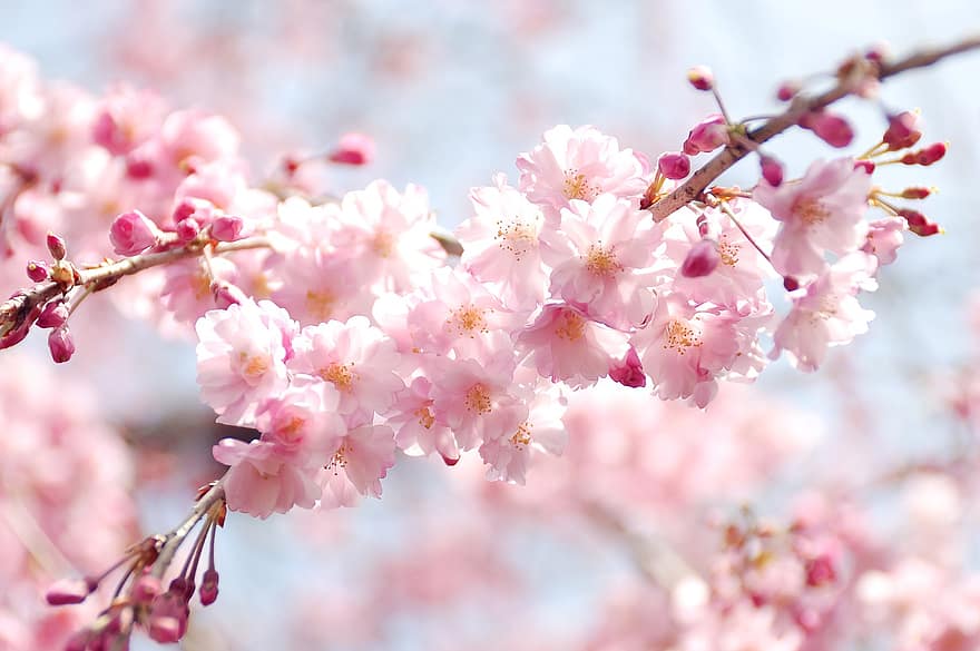 fleurs de cerisier, fleurs, printemps, bourgeons, fleurs roses, Sakura, Floraison, fleur, branche, arbre, plante