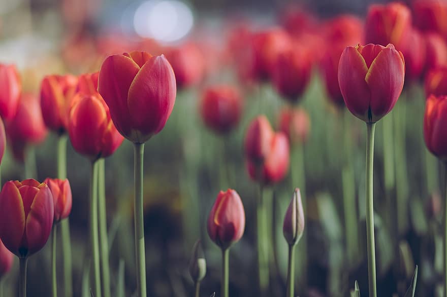 blomster, tulipaner, kronblade, plante, flor, blomstre, flora, Mark, solnedgang, eng, have