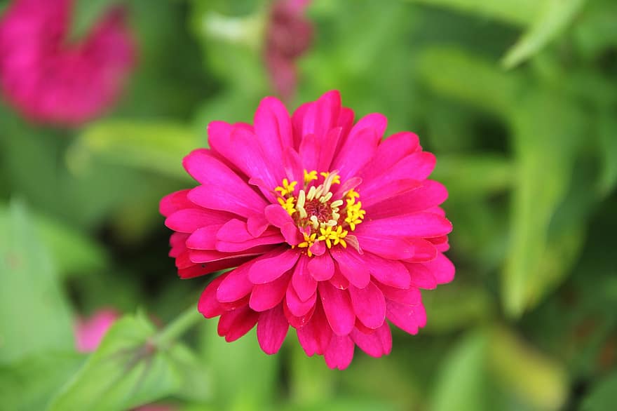 Flower, Pink Flower, Zinnia, Garden, Nature, Blossom, Bloom, Flora, plant, close-up, summer