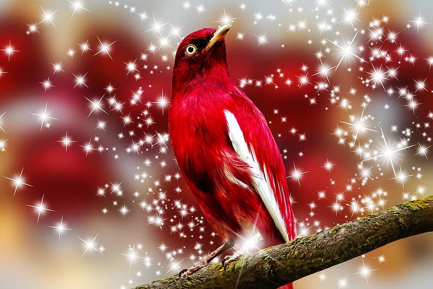 Bird, Sparkles, Nature, backgrounds, feather, beak, illustration, multi colored, celebration, animals in the wild, shiny