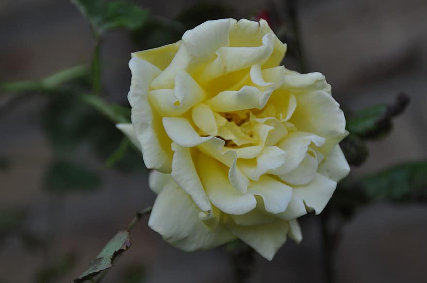 Balta rožė, sodas, pakilo, gražus, balta, didingas, meilė, pavasaris, romantiškas, gėlė, rožė