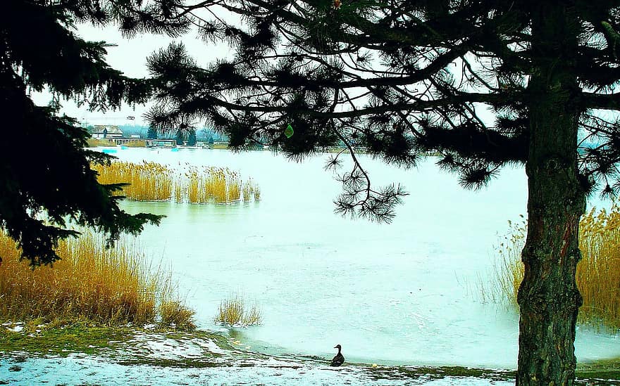 冬、霜、湖、湖畔、風景