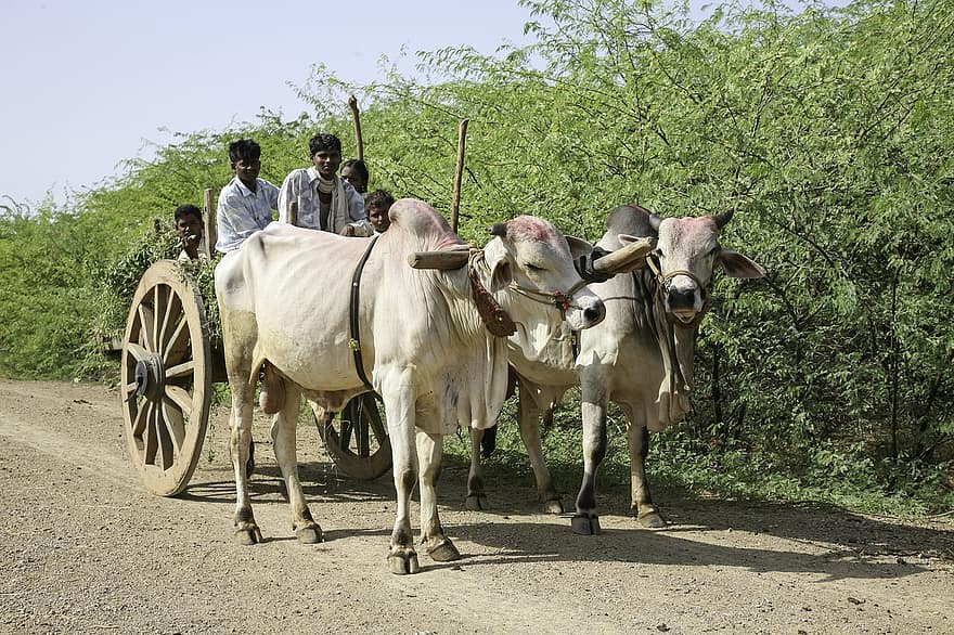 Farmer, Stier, Wagen, Indien, Mohan, nannapaneni