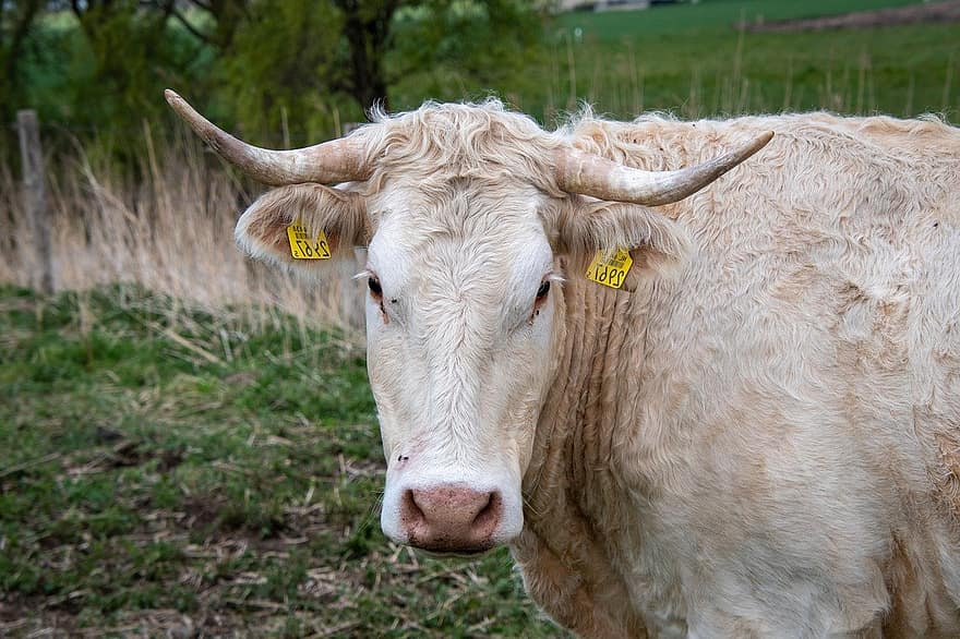 HD обои, корова, бык, бычий, травоядное, жвачный, млекопитающее, животноводческая ферма, сельская местность, выгон, фон