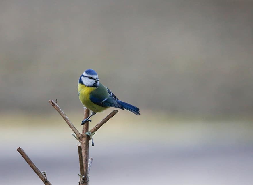 Blue Tit, Bird, Perched, Tit, Animal, Feathers, Plumage, Beak, Bill, Bird Watching, Ornithology