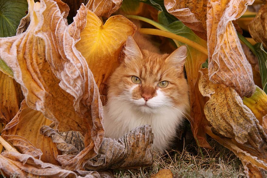 gato, mascota, otoño, hojas, animal, nacional, felino, mamífero, naturaleza, mascotas, linda