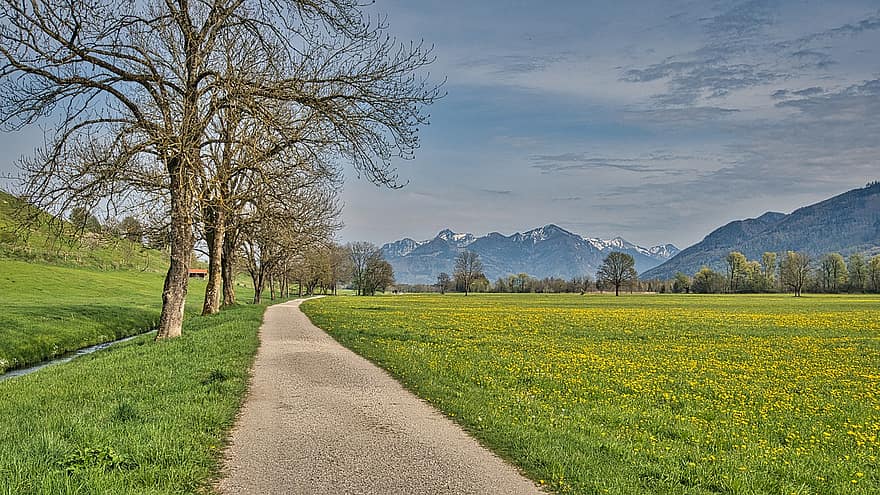 Schotterstraße, Bäume, Reihe, Wiese, Berge, Grün, Frühling, Oberbayern, Natur, Chiemgau, Gras