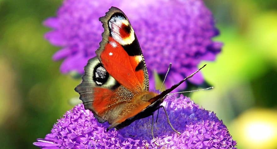 papallones, insectes, flors, asters, jardí, estiu, ales, naturalesa