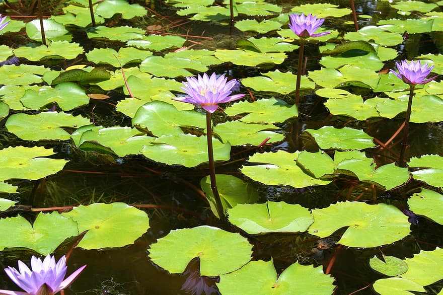 Wasserlilien, Lotusblumen, Seerosen, Wasserpflanzen, Teich, Blumen, blühen, Blätter, Pflanzen, Flora, Botanik
