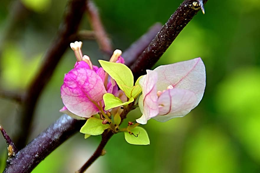 Bougainvillea, Flowers, Garden, Nature, Blossom, Flora, leaf, close-up, plant, flower, summer