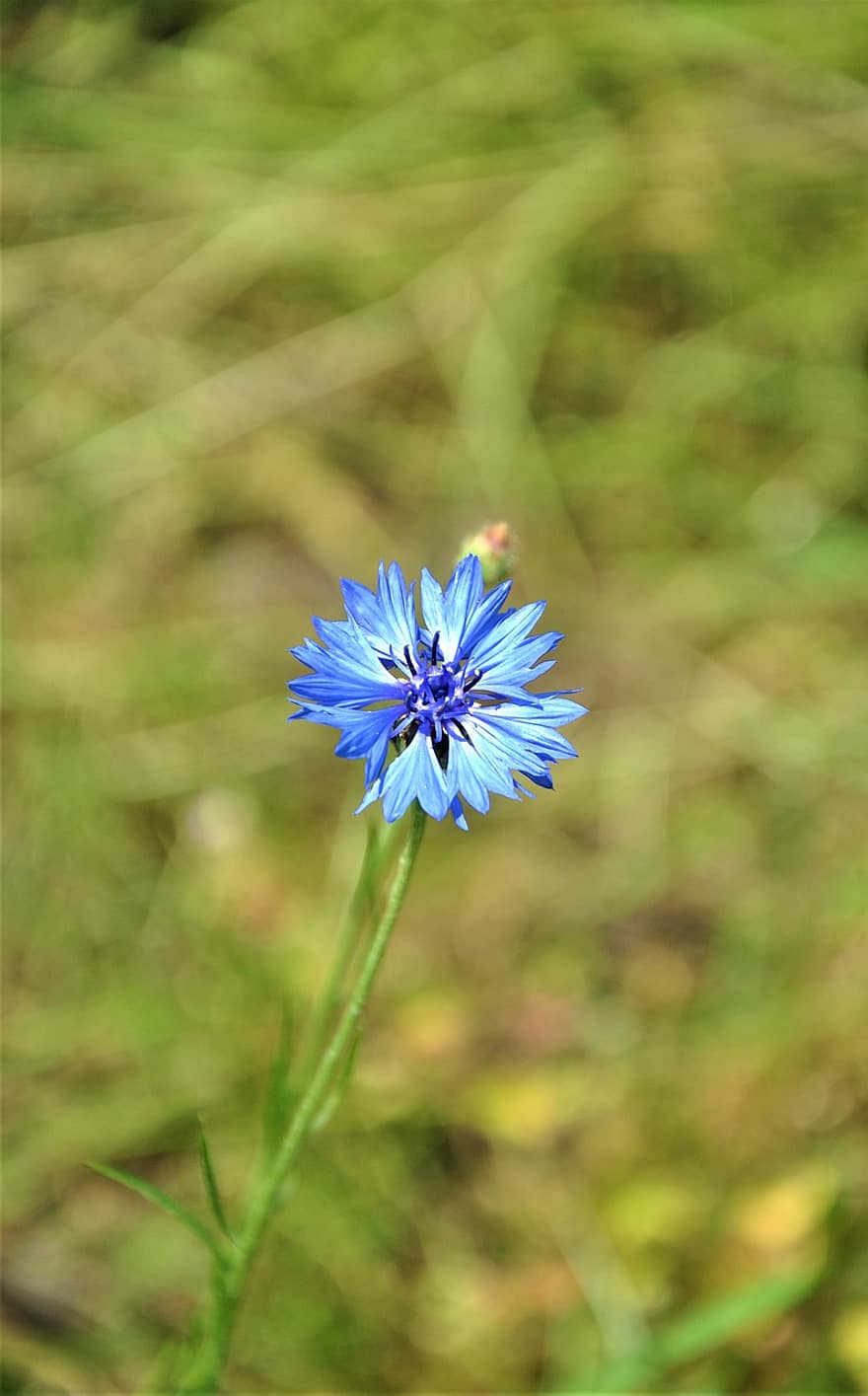 bleuet, fleur, plante, fleur bleue, pétales, Floraison, fleur sauvage, printemps, Prairie, la nature