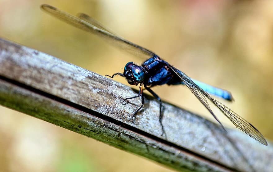 Dragonfly, Insect, Stem, Wings, Plant, Nature, Macro
