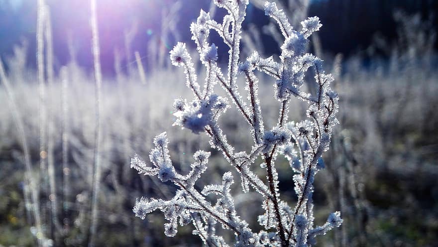rumput, musim dingin, matahari pagi, dingin, embun beku, sangat dingin, salju, beku, es