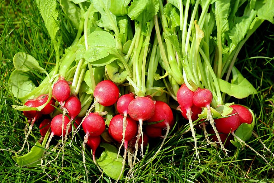groenten, radijs, vers, gezond, voedsel, tuin-, biologisch, versheid, groene kleur, groente, landbouw