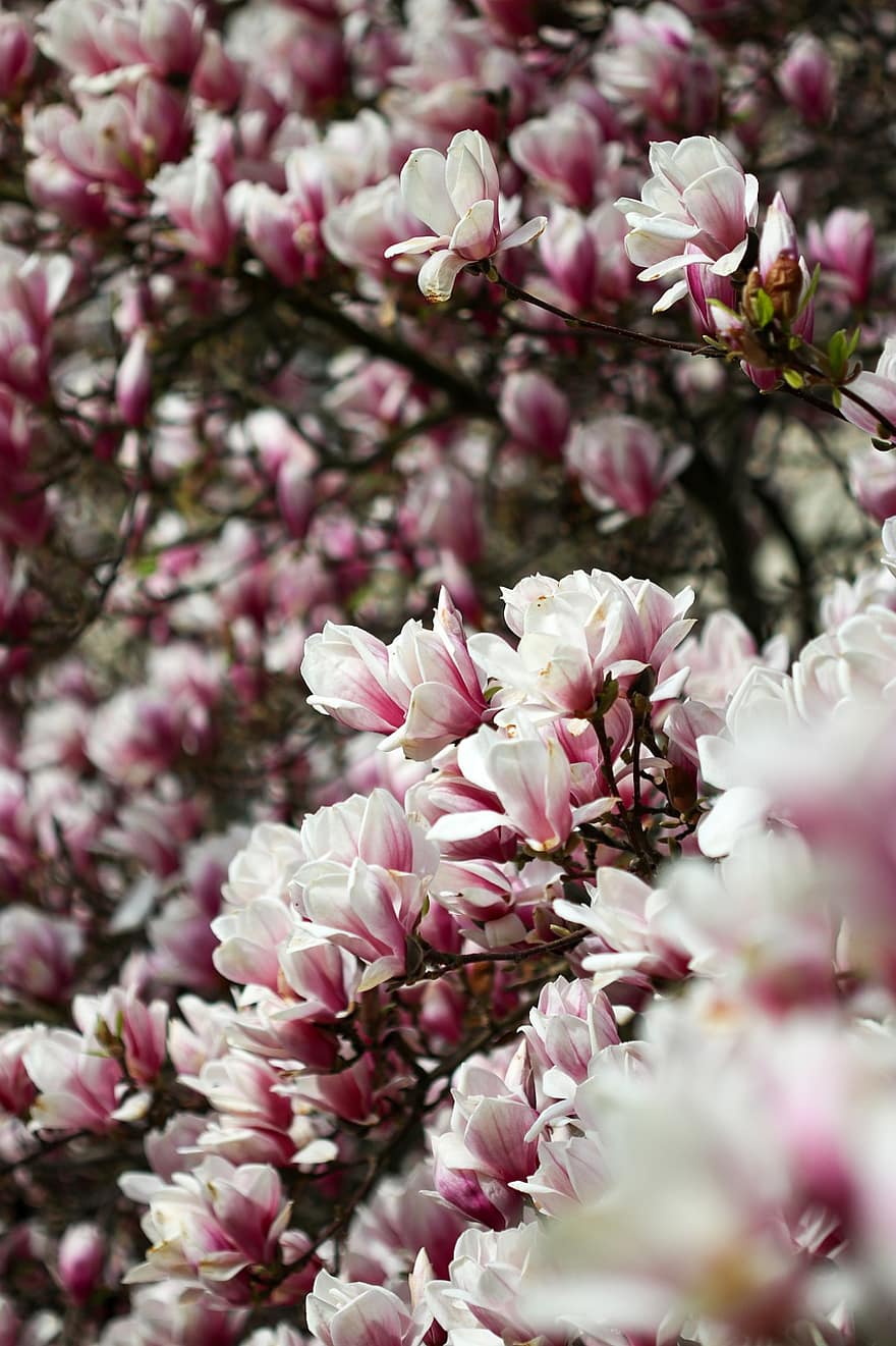 Tree, Flowers, Magnolia, Spring, Bloom, Nature, Blossom, Botany, Growth, flower, plant