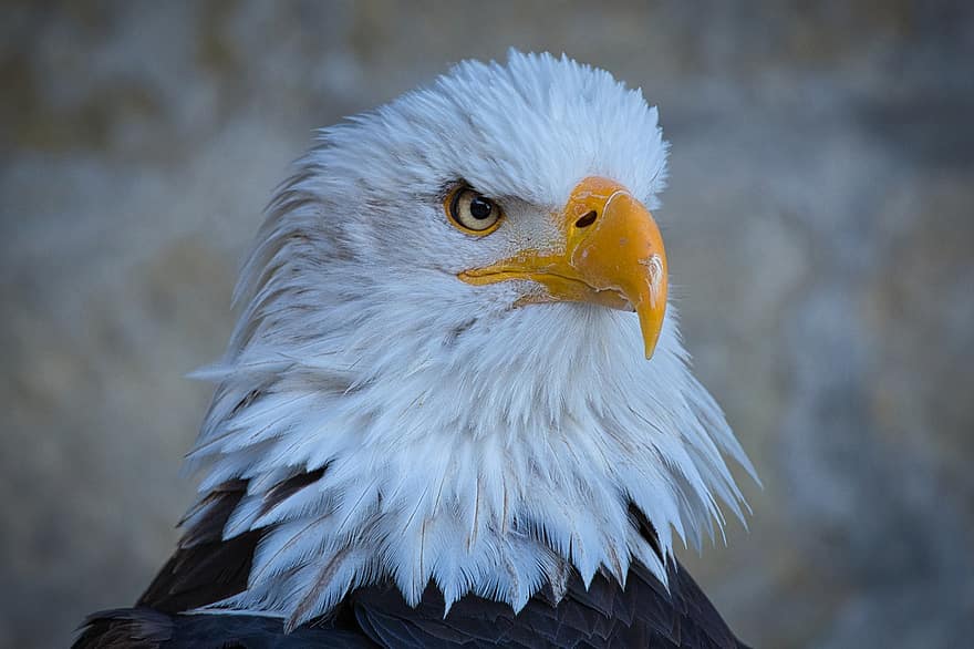 Adler, cap, rapinyaire, cap d'àguila, ploma, plomatge, factura, raptor, falconeria, ocell, animal