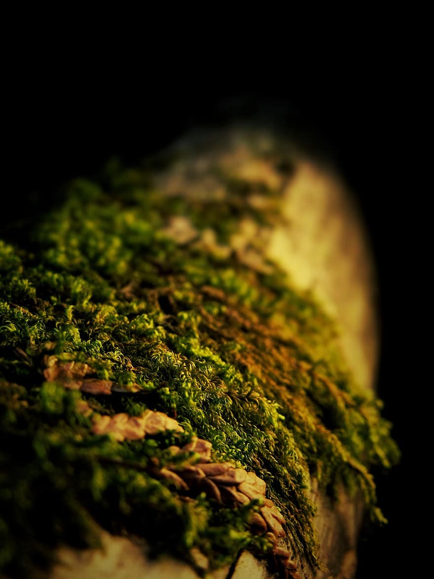 Moss, Macro, Nature, Plant