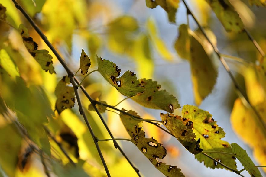 bladeren, takken, vallen, herfst, herfstbladeren, gebladerte, Beschadigde bladeren, boom, fabriek, natuur, bokeh