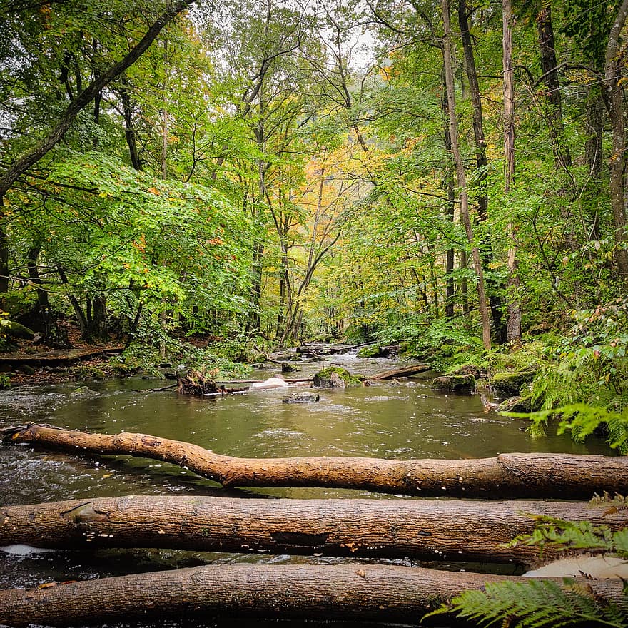 les, řeka, stromy, Příroda, strom, podzim, list, zelená barva, krajina, voda, sezóna