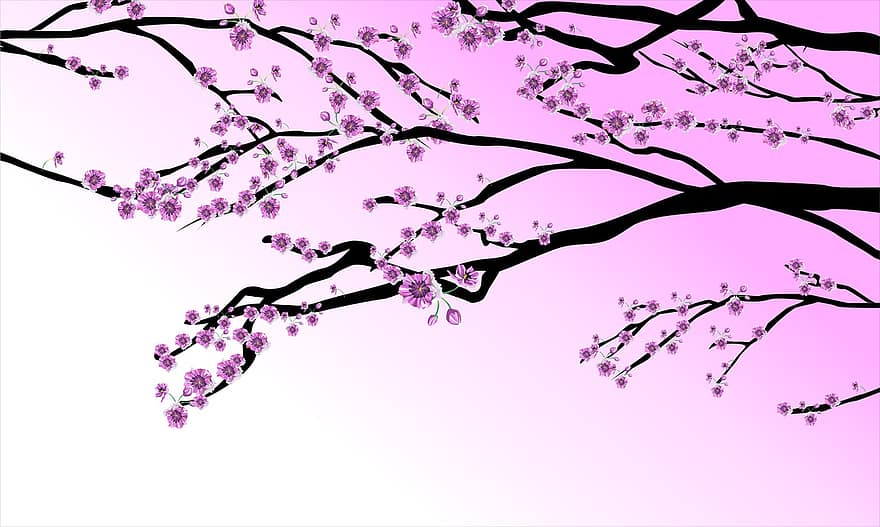 éterické oleje, květiny, Příroda, rostlina, třešeň, květ, Japonsko, japonský, ženský, růžový, pěkný