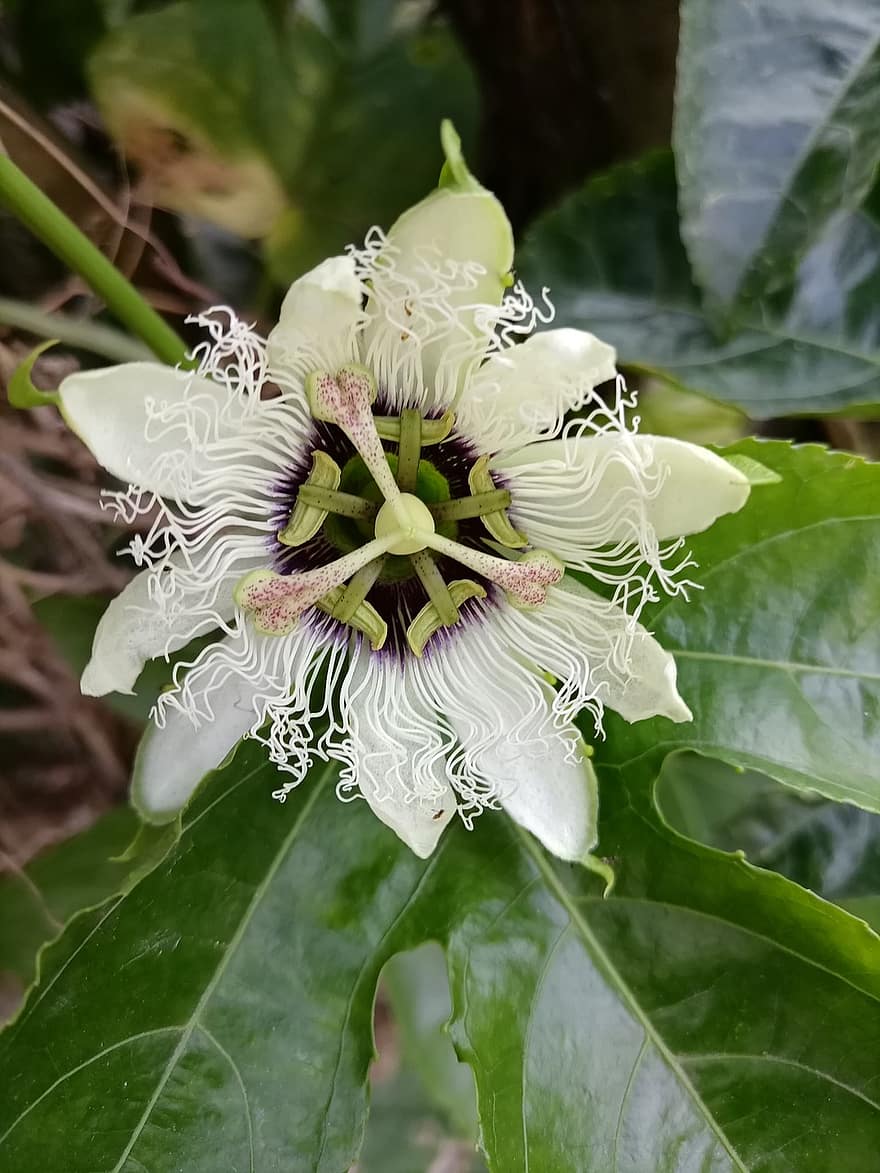 Lila Passionsblume, Maibaum, Blume, Garten, Pflanze