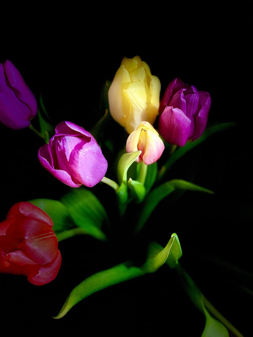 tulipány, květiny, zahrada, okvětní lístky, Okvětní lístky tulipánů, květ, jarní květiny, flóra, černé pozadí, rostlina, tulipán