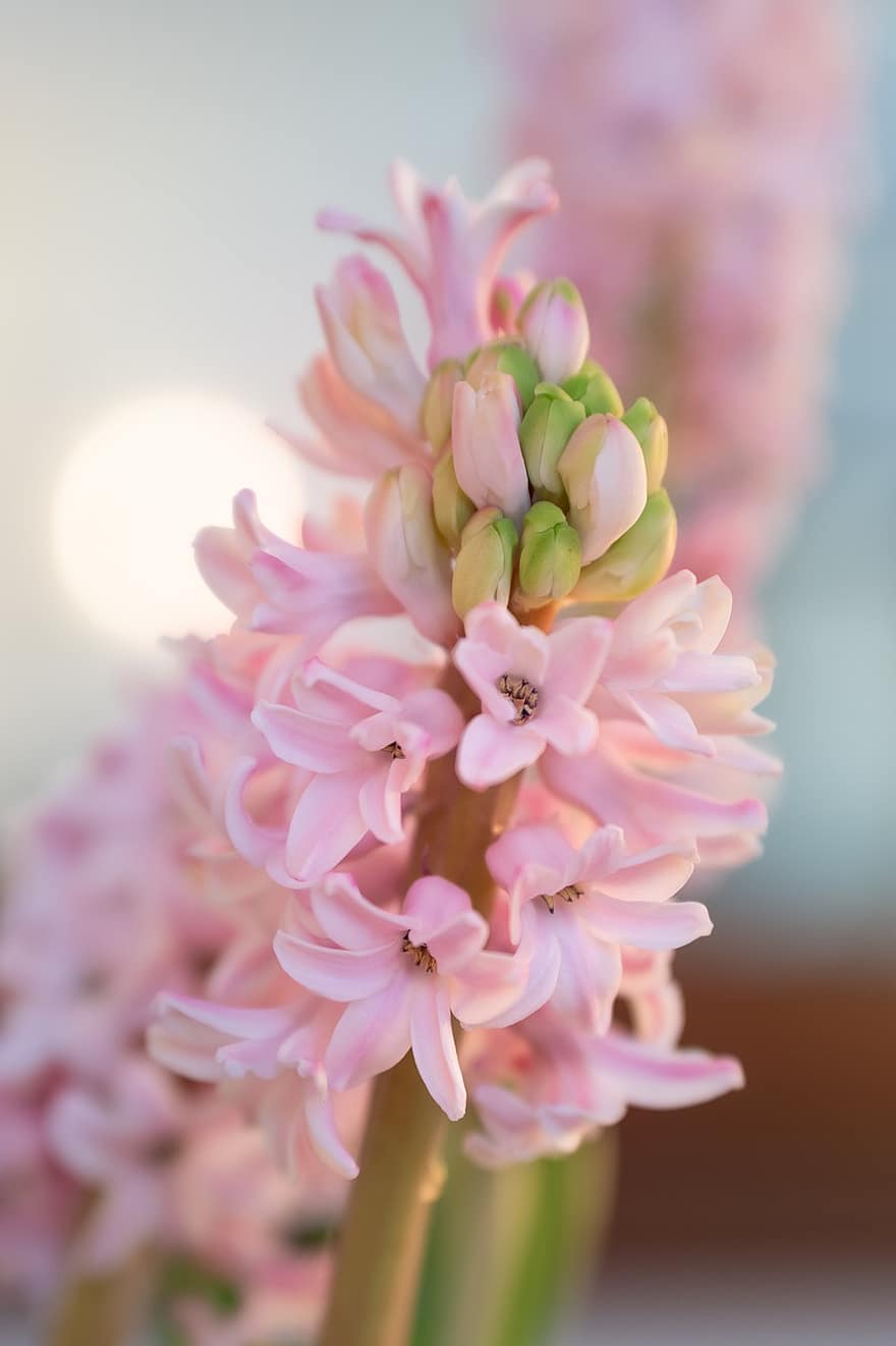 Hyacinth, Bouquet, Spring Flowers, Flowers, Blossom, Bloom, Spring Bouquet, Pink, Fragrant