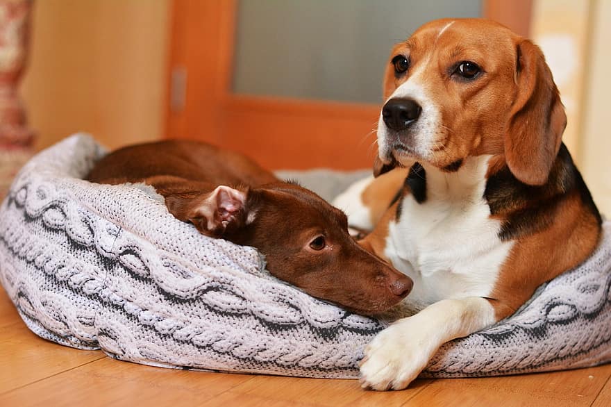 beagle, gossos, descans, caní, mascotes