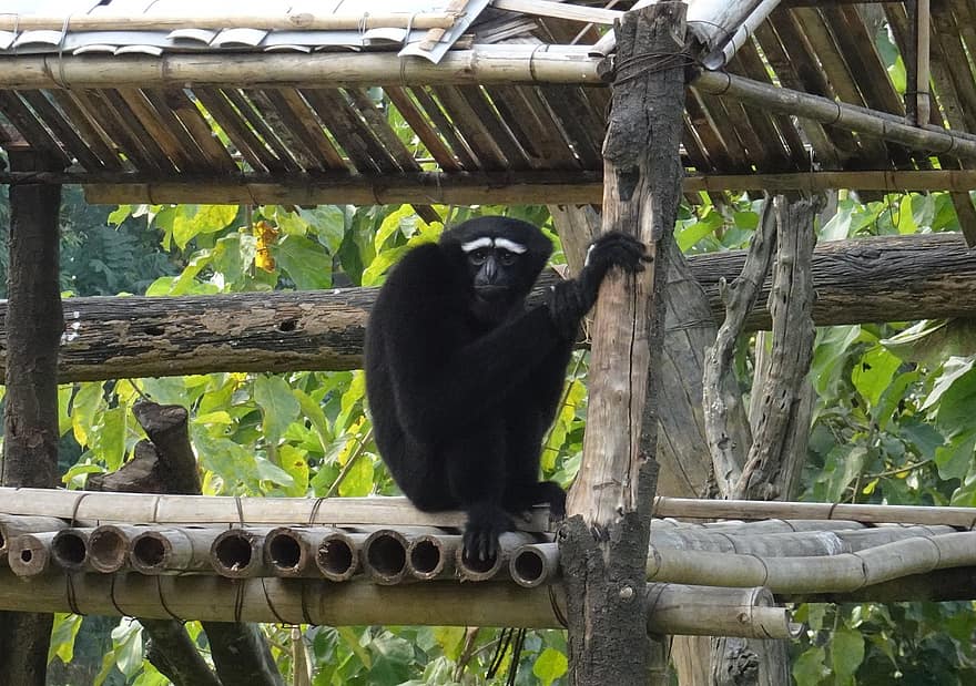 gibbon, Western Hoolock Gibbon, singe, mâle, primate, mammifère, animal, faune, Hoolock Hoolock, Hylobatidae, assam
