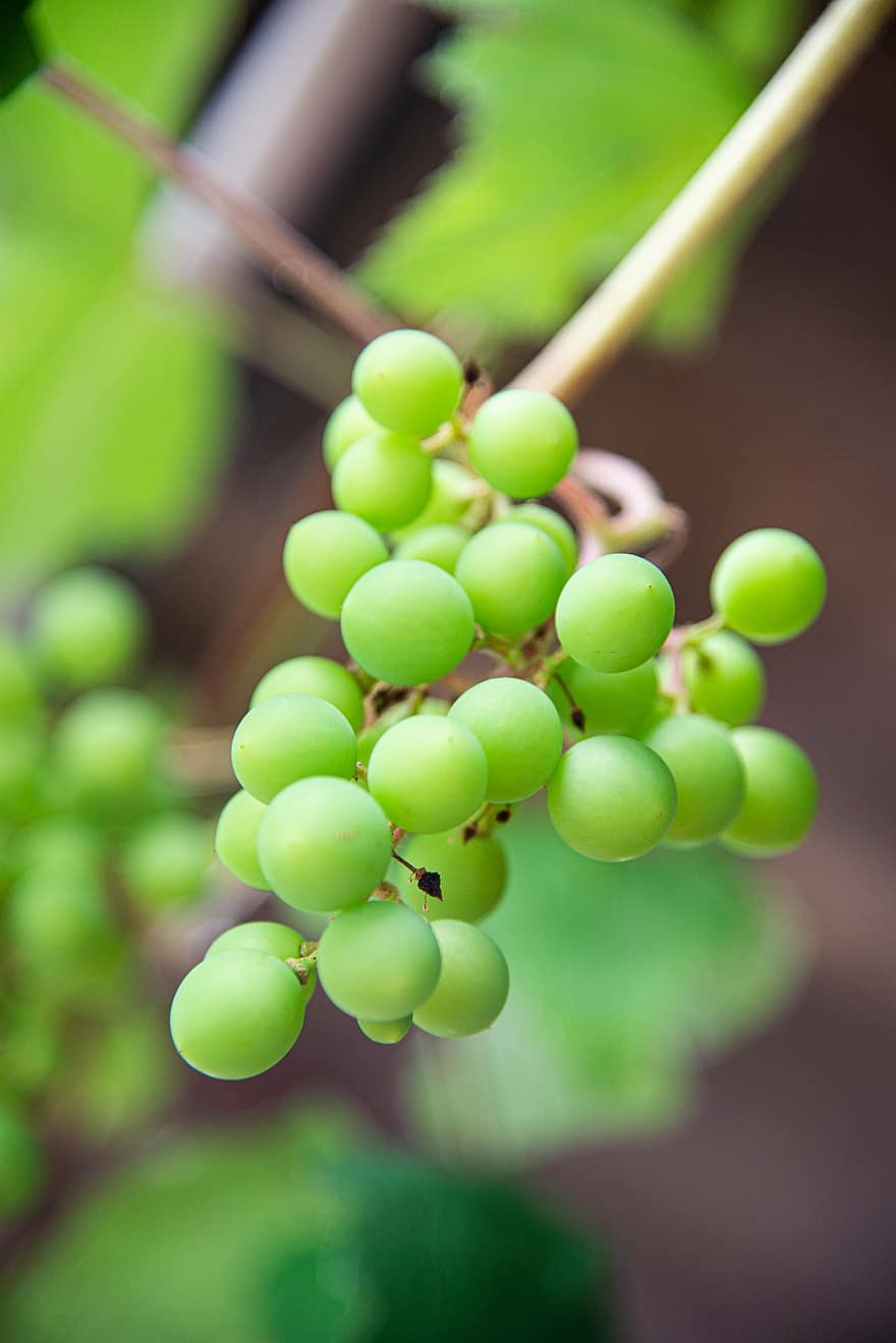 vynuogės, žalios vynuogės, vynmedžiais, vynuogynas, vynuogių auginimas, gaminti, derlius, ekologiškas, šviežias, švieži vaisiai, šviežių vynuogių