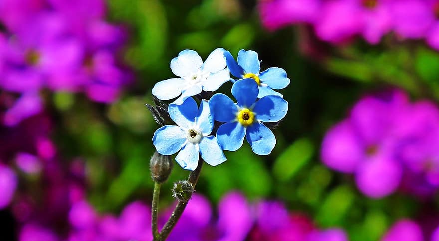 förgätmigej nots, blommor, växt, blåa blommor, blomma, trädgård, natur