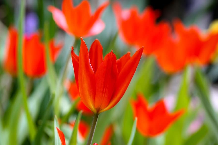 tulipán, piros, virágok, tavaszi, piros tulipán, szirmok, piros szirmok, virágzás, virágzik, növényvilág, virágkertészet