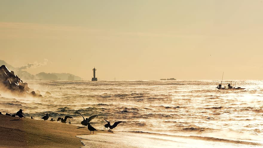 praia de sacheon, gangneung, por do sol, crepúsculo, República da Coreia, gaivotas, oceano, natureza
