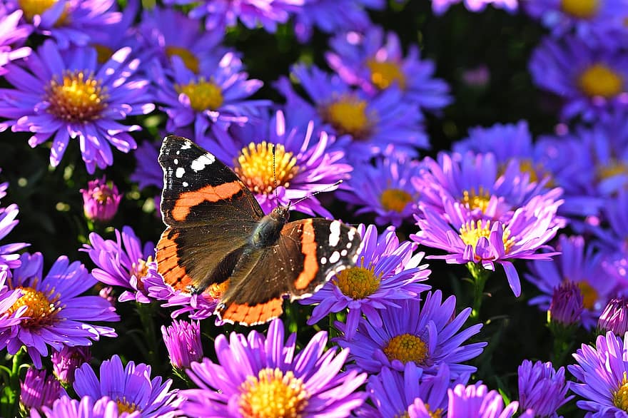 Butterfly, Flowers, Pollinate, Pollination, Insect, Winged Insect, Butterfly Wings, Bloom, Blossom, Flora, Fauna
