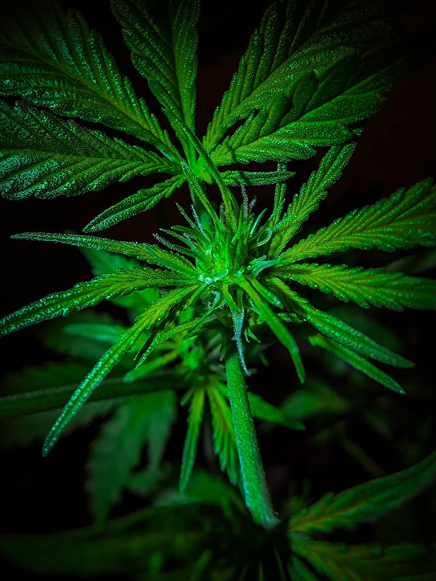 cannabis, marijuana, plante, la nature, feuille de marijuana
