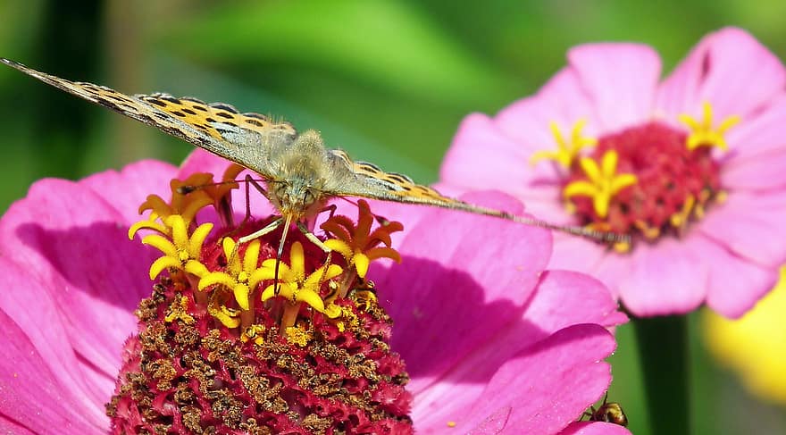 rovar, pillangó, virág, pollen, beporoz növényt, beporzás, szárnyak, pillangószárnyak, szárnyas rovar, lepidoptera, rovartan