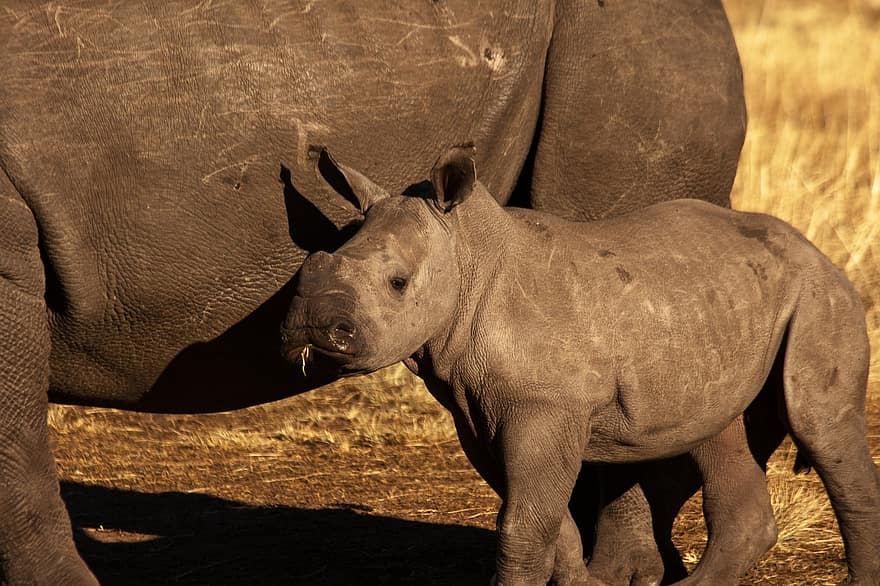 noshörning, baby rhino, vilda livet, vild, djur-, däggdjur, utsatt för fara, safari, stor, afrikansk, resa
